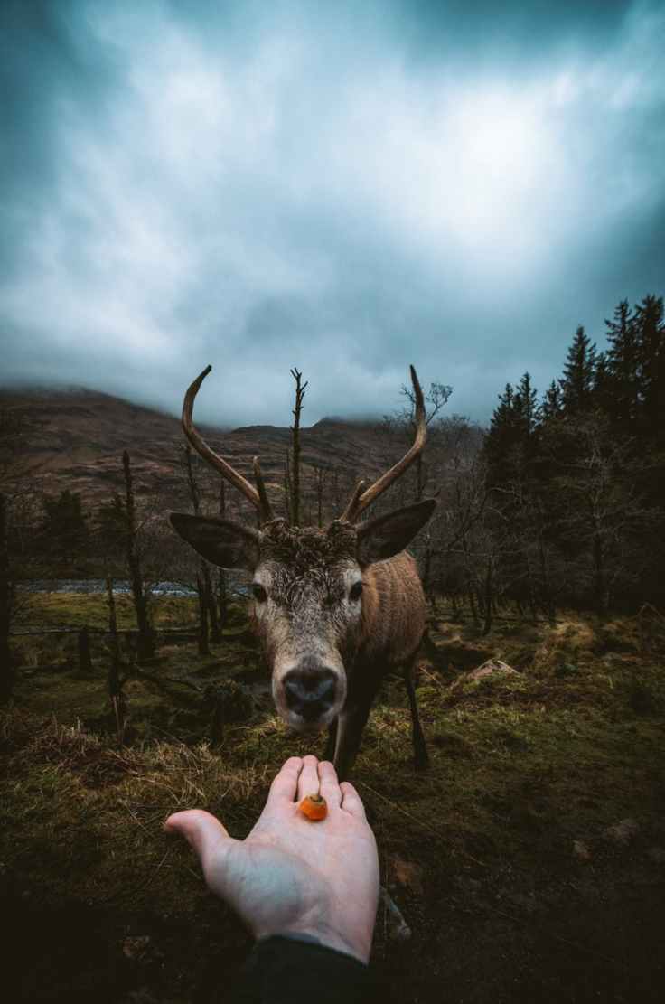person offering orange fruit to a deer during day